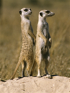 meerkats information photo facts pictures