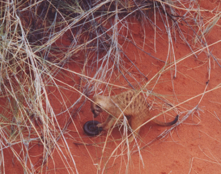 Meerkat and millipede