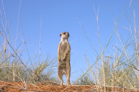 Meerkat on sentry duty