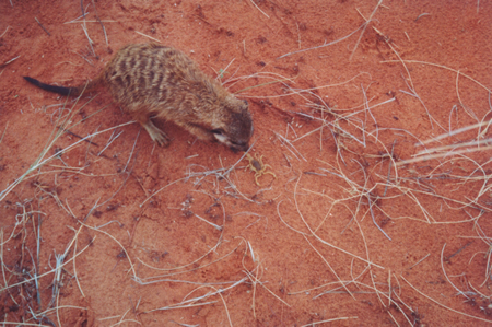 Meerkat with scorpion