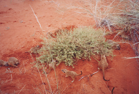 Meerkats foraging near bush