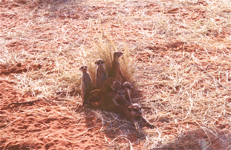 Mother and baby meerkats lying down