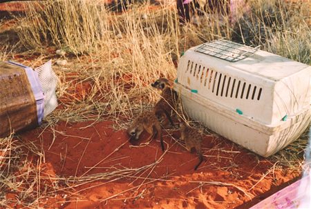 First meerkats released