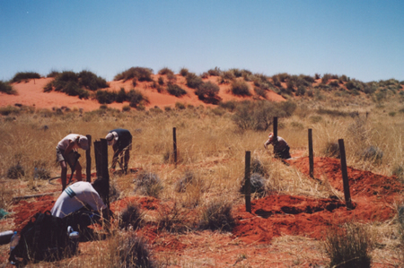 Temporary meerkat enclosures