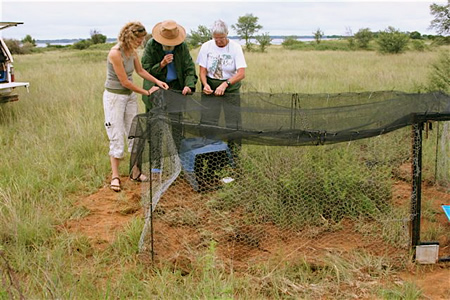 First meerkats released