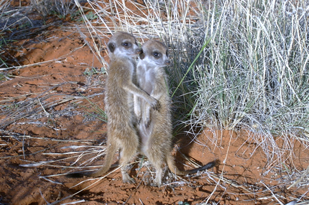 Two meerkats in embrace