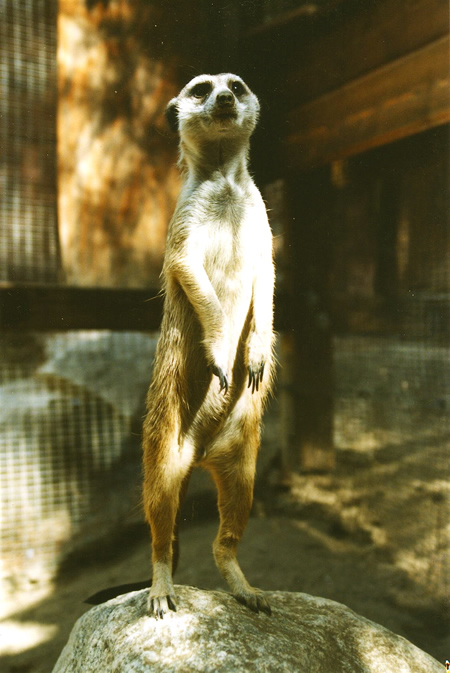 New den boxes for the meerkats