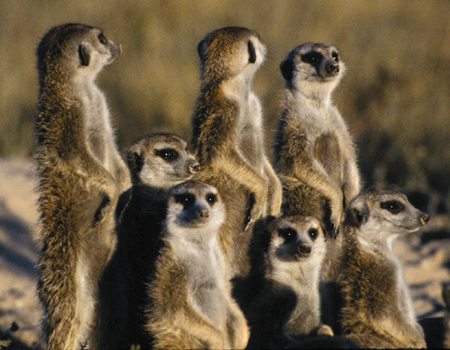 New den boxes for the meerkats