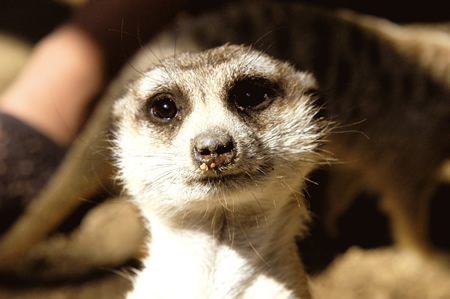 New den boxes for the meerkats