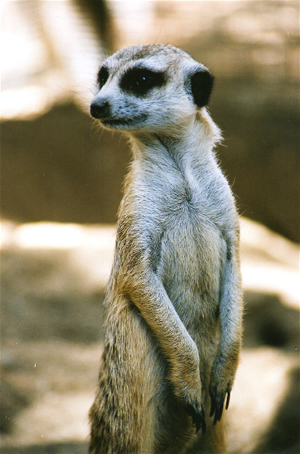 New den boxes for the meerkats