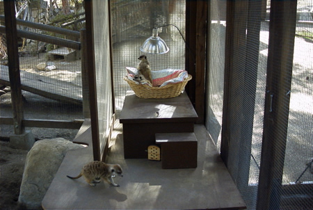 New den boxes for the meerkats