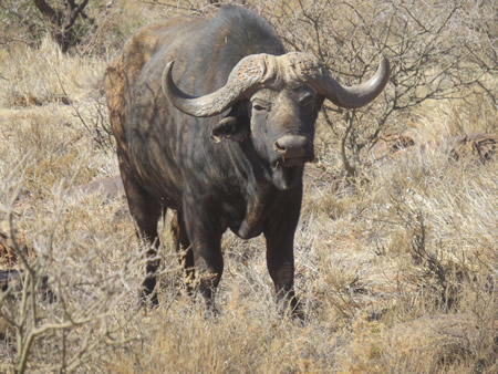 Cape buffalo