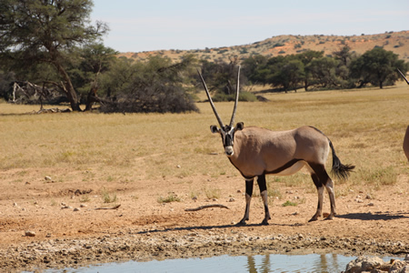 Gemsbok