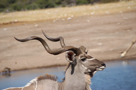 Kudu