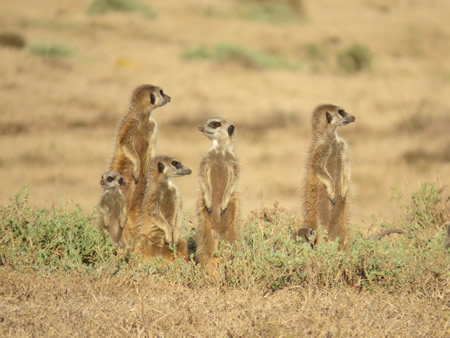 Meerkats