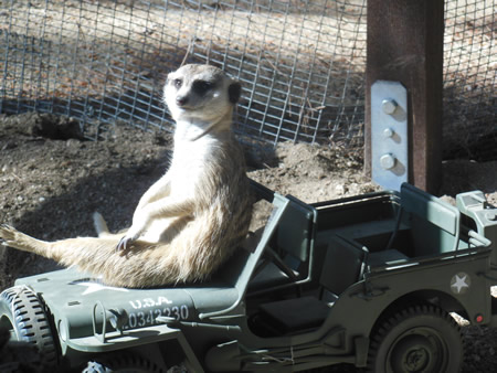 Meerkats