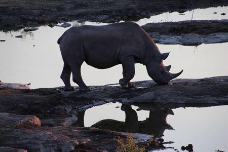 Rhino at water