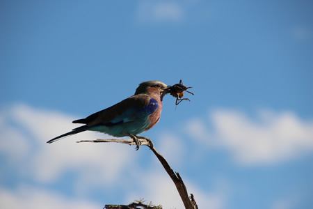 Roller bird