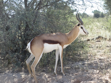 Springbok