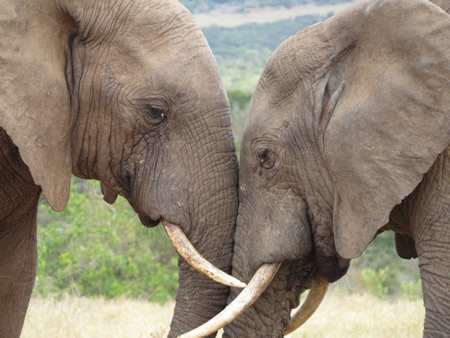 Two elephants