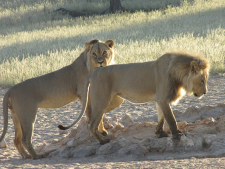 Two lions