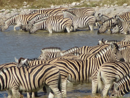 Zebras at water